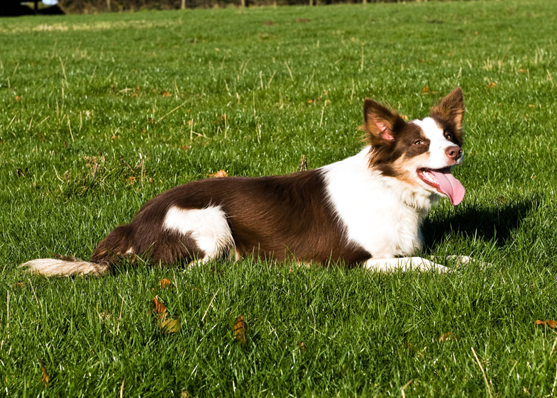 Farm Dogs - 2