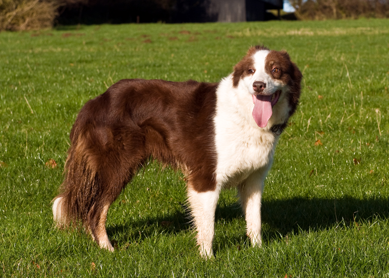 Farm Dogs - 1