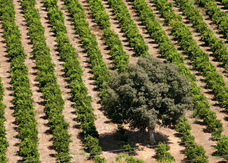 Spain, Summer 2010 - 7