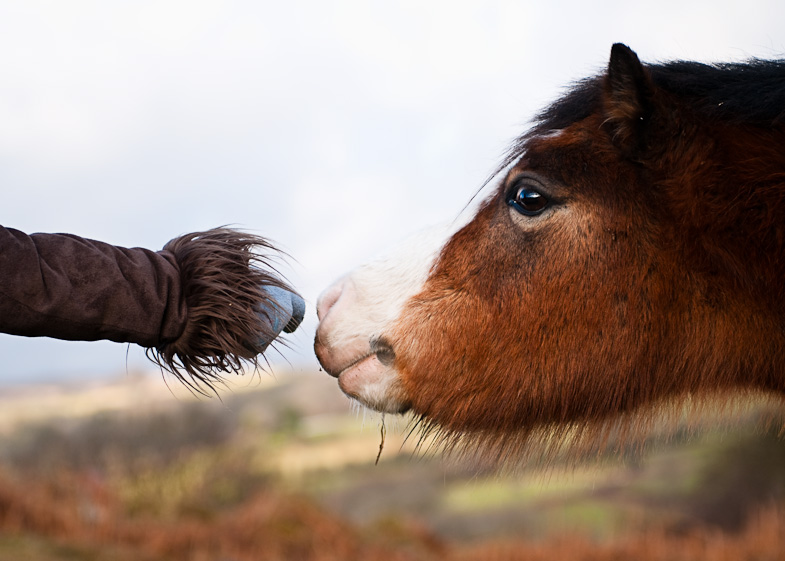 Meeting a Pony - 3