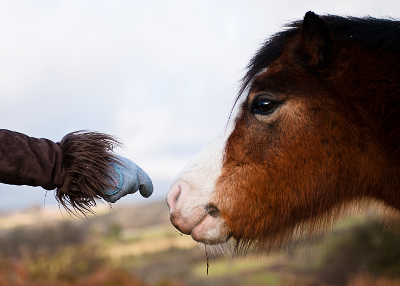 Meeting a Pony - 2