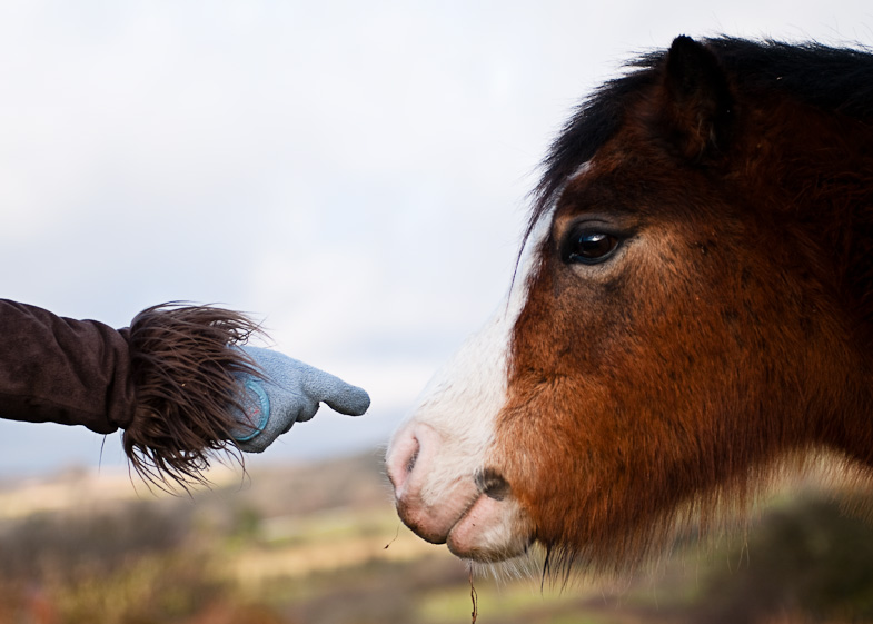 Meeting a Pony - 1