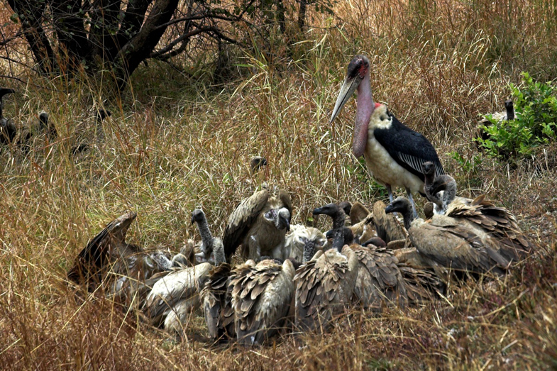 Tanzania Wildlife - 6