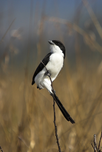 Tanzania Wildlife - 5