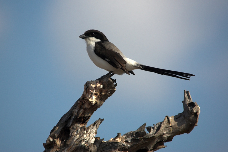 Tanzania Wildlife - 4