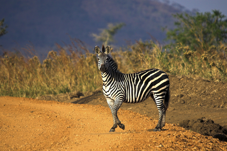 Tanzania Wildlife - 3