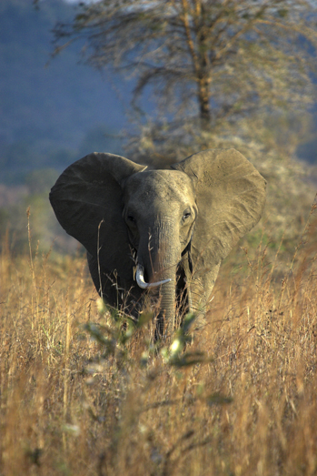 Tanzania Wildlife - 1